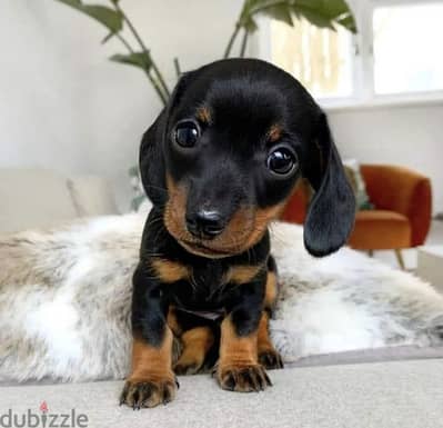 Dachshund