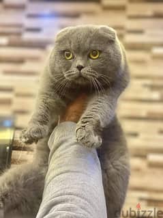 scottish fold male for mating