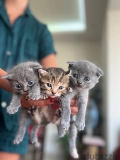 Scottish fold