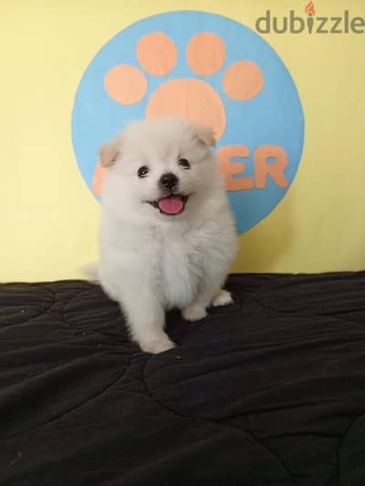 Adorable White Loulou Spitz puppy, delivery available, dog, كلاب