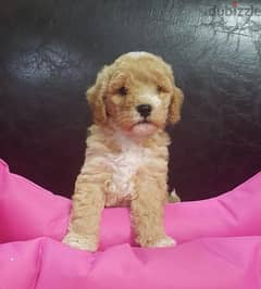 Mini Labradoodle puppy, imported, delivery available, dog, كلاب 0