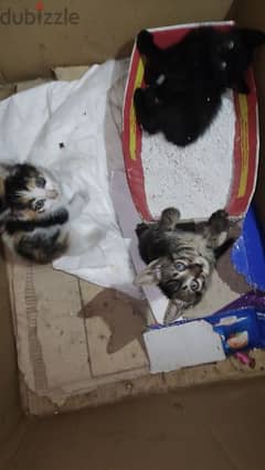 kittens thrown in street for adoption