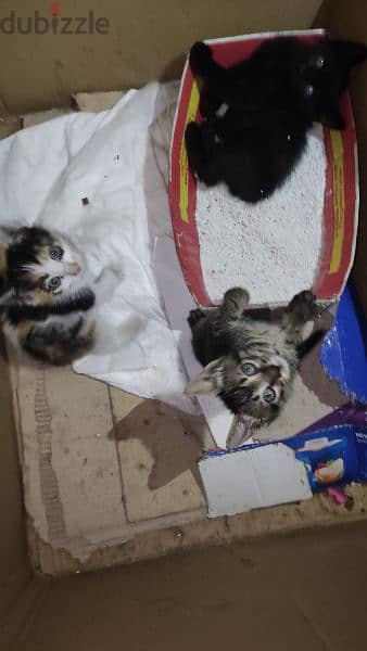 kittens thrown in street for adoption 0