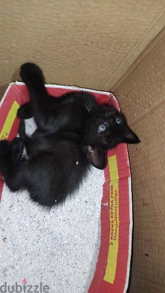 kittens thrown in street for adoption 3