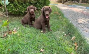 Chocolate Labrador Puppy imported pure breed dog delivery كلاب 0