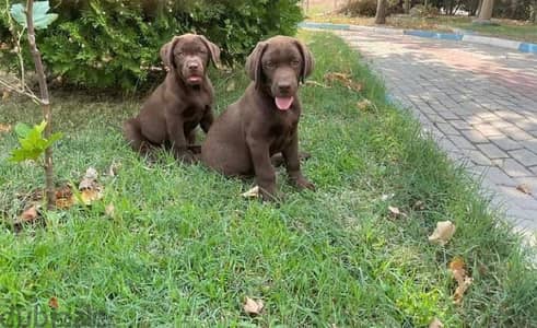 Chocolate Labrador Puppy imported with FCI PEDIGREE, dog delivery كلاب