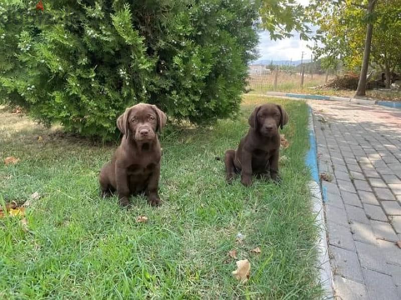 Chocolate Labrador Puppy imported pure breed dog delivery كلاب 1