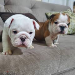 English Bulldog imported Puppy pure breed delivery كلاب