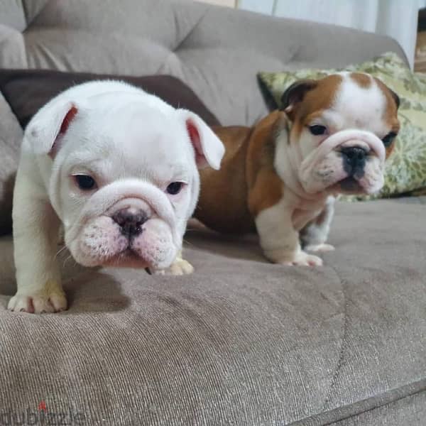 English Bulldog imported Puppy pure breed delivery كلاب 0