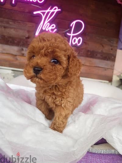 High Quality Toy Poodle Puppy Imported, Delivery, Dog, كلاب