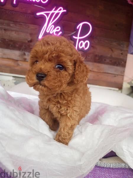 High Quality Toy Poodle Puppy Imported, Delivery, Dog, كلاب 0