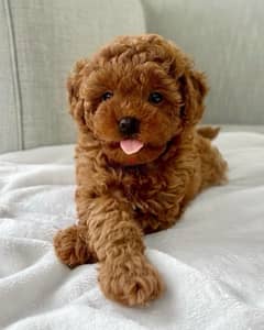 The only REAL Toy Poodle Puppy in Lebanon! Delivery, Dog, كلاب