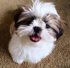 Shih Tzu puppy Imported pure breed, delivery available, dog كلاب