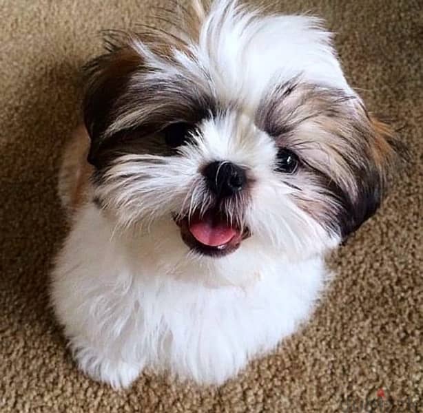 Shih Tzu puppy Imported pure breed, delivery available, dog كلاب 0