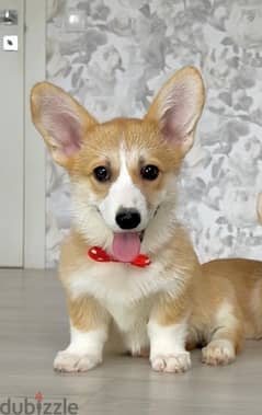 Imported Corgi pure breed puppy, Delivery, Dog كلاب