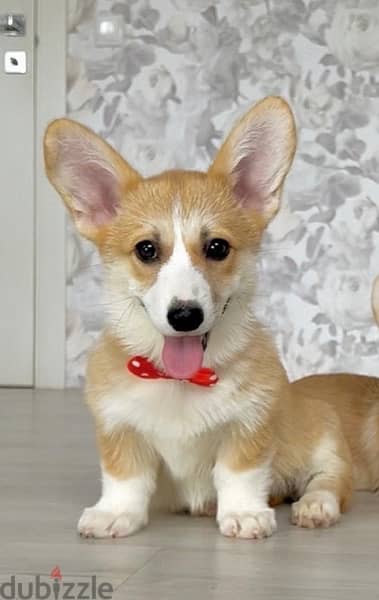 Imported Corgi pure breed puppy ORDER PROCESSED UPON REQUEST Dog كلاب