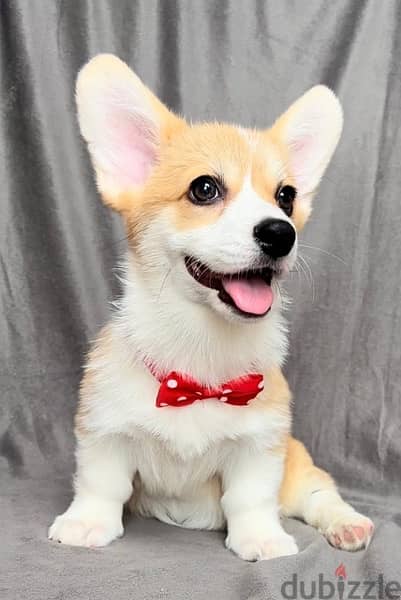 Imported Corgi pure breed puppy ORDER PROCESSED UPON REQUEST Dog كلاب 1