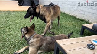 Pure malinois males and females for sale 0