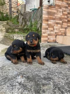 rottweiler puppies 0