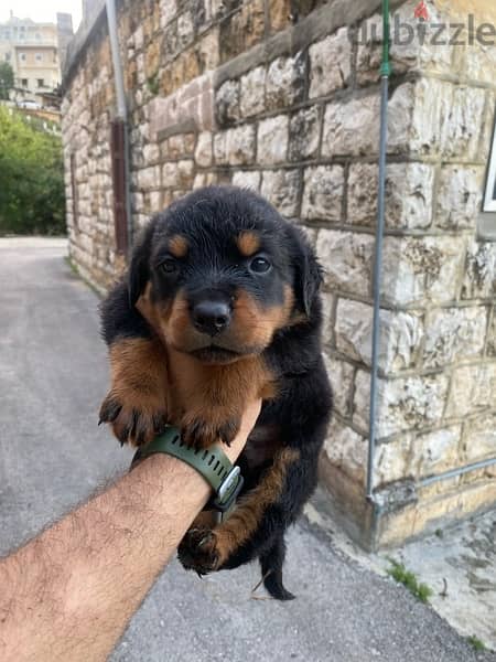 rottweiler puppies 1