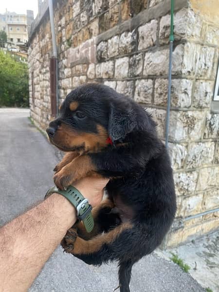 rottweiler puppies 2