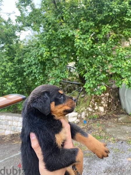 rottweiler puppies 3