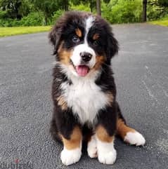 Imported Mountain Bernese Puppy delivery available