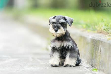 Schnauzer