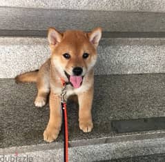 Shiba