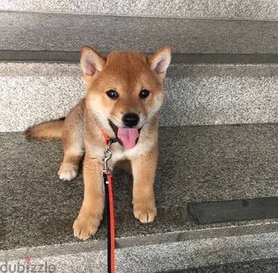 Shiba