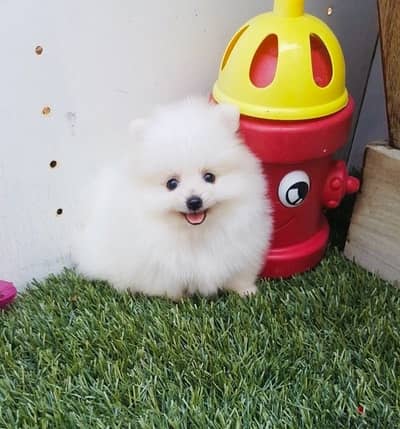 Small Pomeranian spitz puppy available Dog كلاب