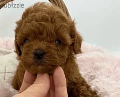 Toy Poodle Imported CUTENESS