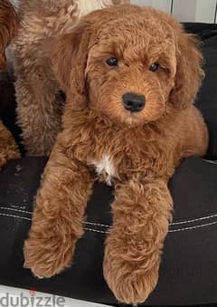 Red Standard Goldendoodle Imported 0