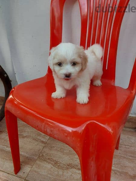 puppy for sale 2