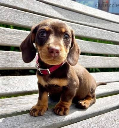 Dachshund