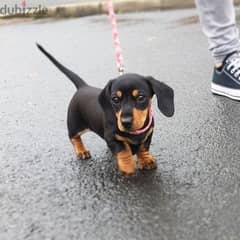 Dachshund Black and Tan Puppies DELIVERY dog كلاب 0