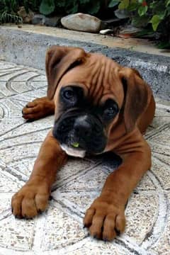 boxer