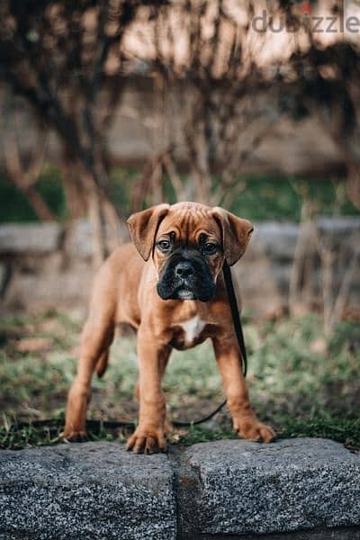 boxer king size 3