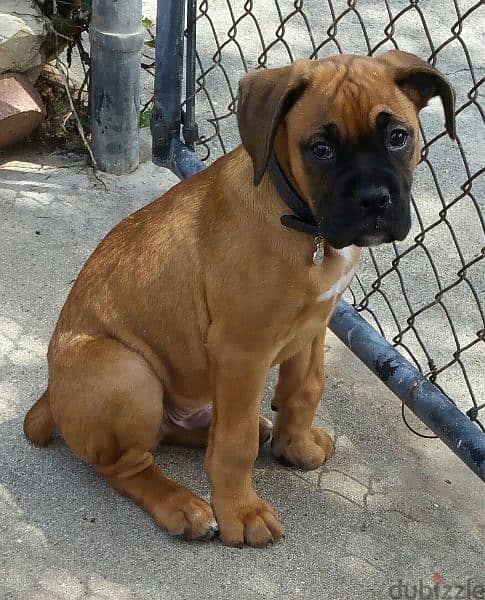 boxer king size 5