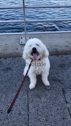 Bichon Mix fully vaccinated and nurtured 0