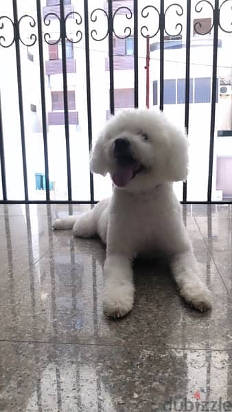 Bichon Mix fully vaccinated and nurtured 1