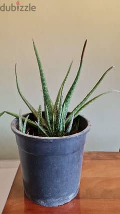 Aloe