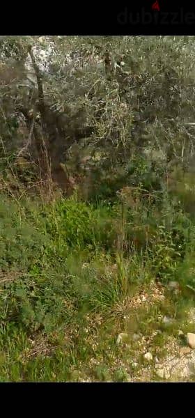 land for sale in hsaret jbeil. ارض للبيع في حصارات جبيل ٧٠،٠٠٠$ 5