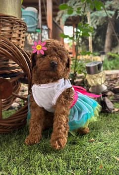 Poodle Puppies Imported/ Delivery/ dog كلاب 0