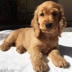 Cocker Spaniel Puppy/ Delivery/ dog كلاب 0