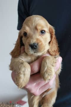 Cocker Spaniel Puppies/ dog كلاب DELIVERY