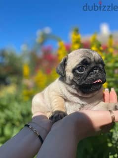 Cutest Pug Puppies/ dog كلاب DELIVERY