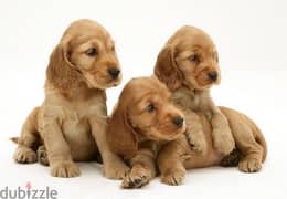 Cocker Spaniel imported pure breed Puppy Delivery available كلاب Dog