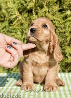 Cocker Spaniel Pure Puppies/ dog كلاب DELIVERY/ available in shop 0