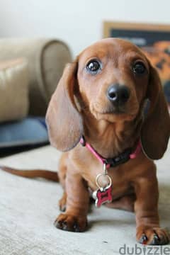 Dachshund